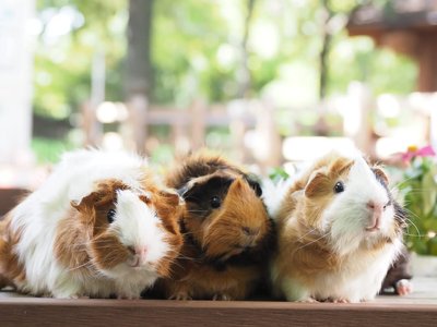 🦋 아다치구 생물원 (아다치쿠 세이부츠엔) 이미지 2